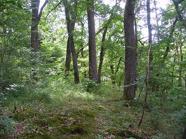 La  foresta di  Rodersdorf  (CH)